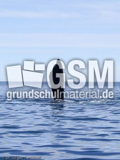 Buckelwal (5 von 57).jpg